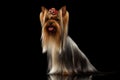 Yorkshire Terrier Dog with long groomed Hair Sits on black Royalty Free Stock Photo