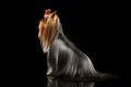 Yorkshire Terrier Dog with long groomed Hair Sits on black Royalty Free Stock Photo