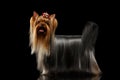 Yorkshire Terrier Dog with long groomed Hair Stands on black