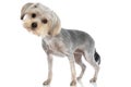 Yorkshire terrier dog looking at the camera a bit confused Royalty Free Stock Photo
