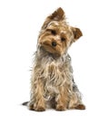 Yorkshire terrier dog looking down against white background Royalty Free Stock Photo