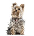 Yorkshire terrier dog looking up against white background Royalty Free Stock Photo