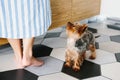 Yorkshire Terrier dog looks at its owner while waiting for food. Woman legs and her dog close up. Royalty Free Stock Photo