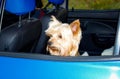 A Yorkshire Terrier dog looks sadly out of the car window Royalty Free Stock Photo