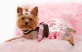 Yorkshire Terrier Dog on a Luxury Pink Bed Royalty Free Stock Photo
