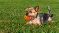 Yorkshire Terrier dog, lying on grass with ball in mouth. Royalty Free Stock Photo