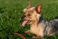 Yorkshire Terrier dog lying on grass panting with tongue out Royalty Free Stock Photo