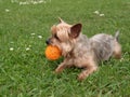 Yorkshire Terrier dog, lying on grass in park with ball in mouth. Royalty Free Stock Photo