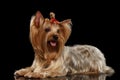 Yorkshire Terrier Dog Lying on Mirror, gold hair, isolated Black