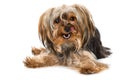 Yorkshire terrier dog lying on white background Royalty Free Stock Photo