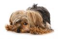 Yorkshire terrier dog lying on white background Royalty Free Stock Photo