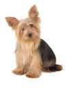 Yorkshire Terrier Dog