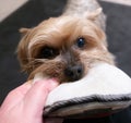 Yorkshire Terrier dog playing tug of war with owner. First person pov Royalty Free Stock Photo