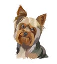 Portrait of a brown dog breed Yorkshire terrier