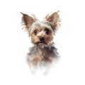 Yorkshire terrier dog in portrait against white background. Royalty Free Stock Photo