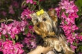 Yorkshire Terrier dog portrait on a background of bright pink flowers Royalty Free Stock Photo