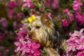 Yorkshire Terrier dog portrait on a background of bright pink flowers Royalty Free Stock Photo