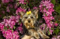 Yorkshire Terrier dog portrait on a background of bright pink flowers Royalty Free Stock Photo