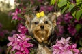 Yorkshire Terrier dog portrait on a background of bright pink flowers Royalty Free Stock Photo