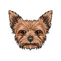 Yorkshire terrier dog portrait. Dog face, head, muzzle. Yorkshire terrier breed. Vector. Royalty Free Stock Photo