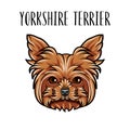 Yorkshire terrier dog portrait. Dog head. Yorkshire terrier breed. Cute dog. Vector. Royalty Free Stock Photo