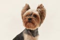 Yorkshire Terrier dog portrait, sharp gaze against a soft background.