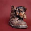 Yorkshire terrier Dog puppy portrait