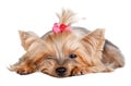 Yorkshire terrier dog with red bow Royalty Free Stock Photo