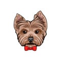 Yorkshire Terrier dog. Red bow. Cute dog portrait. Vector.