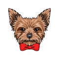 Yorkshire Terrier dog. Red bow. Dogs accessory. Yorkshire terrier dog breed. Vector. Royalty Free Stock Photo