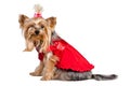 Yorkshire terrier dog in red clothes