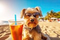 Yorkshire terrier dog is relaxing on the beach with a cocktail. Resort holiday concept with pets. Generative AI