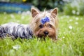 Yorkshire terrier dog with ribbon