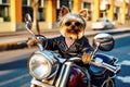 Yorkshire Terrier dog riding a motorcycle in a biker jacket and black glasses. The concept of biker movement and bike lovers