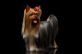 Yorkshire Terrier Dog Showing Tongue on Black Royalty Free Stock Photo