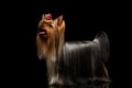 Yorkshire Terrier Dog Showing Tongue on Black Royalty Free Stock Photo