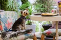 Yorkshire Terrier dog sits on a chair in cafe, restaurant Cute doggy wait to eat Royalty Free Stock Photo