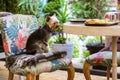 Yorkshire Terrier dog sits on a chair in cafe, restaurant Cute doggy wait to eat Royalty Free Stock Photo