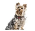 Yorkshire terrier dog sitting against white background Royalty Free Stock Photo