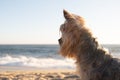 Yorkshire Terrier dog sitting on beach looking out over the ocean. Royalty Free Stock Photo