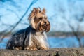 Yorkshire terrier dog sitting close up on nature