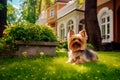 Yorkshire Terrier dog sitting on the green lawn near the house