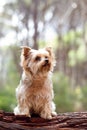 A Yorkshire terrier dog, sitting on a log in the forest. Royalty Free Stock Photo