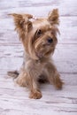 Yorkshire Terrier dog sitting and looking at the camera on a wooden light background Royalty Free Stock Photo