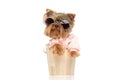 Yorkshire terrier dog sitting in a wooden bucket Royalty Free Stock Photo