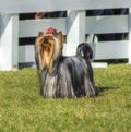 Yorkshire Terrier dog