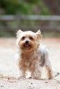 A Yorkshire terrier dog, standing in a forest. Royalty Free Stock Photo