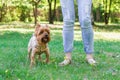 Yorkshire Terrier Dog is standing on the grass near owner in park. Summer walking with a dog Royalty Free Stock Photo
