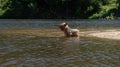 Yorkshire Terrier dog standing in river to cool down Royalty Free Stock Photo