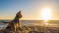 Yorkshire Terrier dog standing on sandy beach at sunset looking over the ocean. Royalty Free Stock Photo